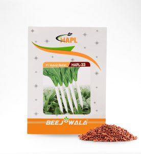 F1 HYBRID RADISH – HAPL-33